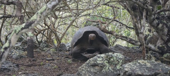 Galapagos II